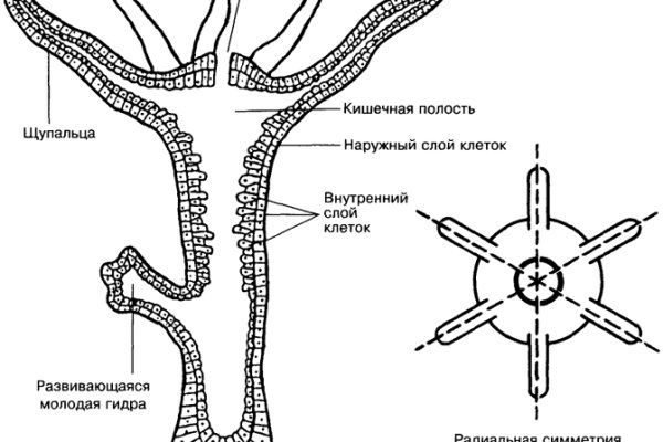 Правильная ссылка на кракен