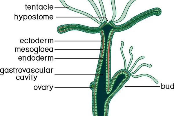 Kraken kr2web in